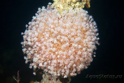 Фотографии необычных водных обитателей