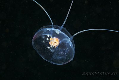 Фотографии необычных водных обитателей