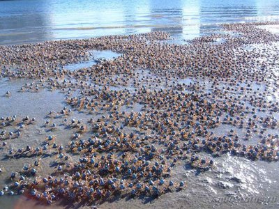 Фотографии необычных водных обитателей