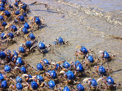 Фотографии необычных водных обитателей