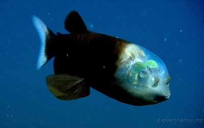 Фотографии необычных водных обитателей