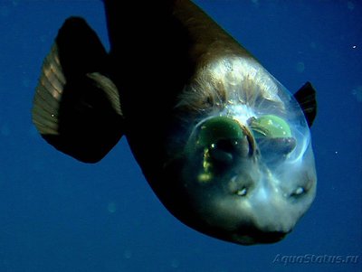 Фотографии необычных водных обитателей