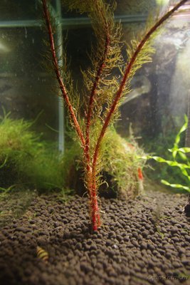 Фото Аквариум FLuval edge 23 литра zeus1981  (photo#74901)