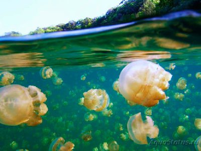 Фотографии необычных водных обитателей