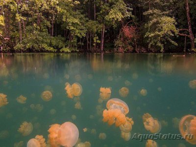 Фотографии необычных водных обитателей