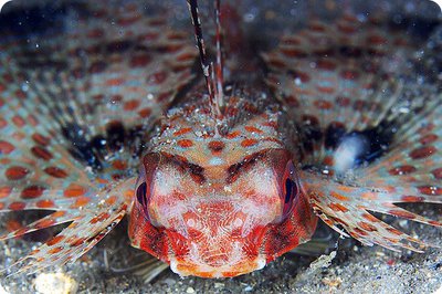 Фотографии необычных водных обитателей