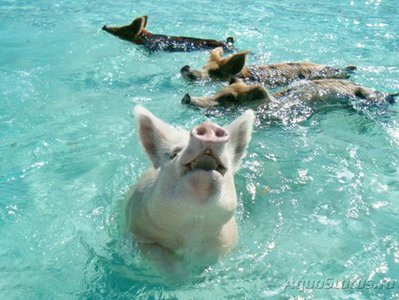 Фотографии необычных водных обитателей