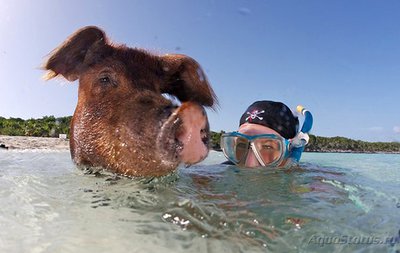 Фотографии необычных водных обитателей