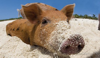 Фотографии необычных водных обитателей