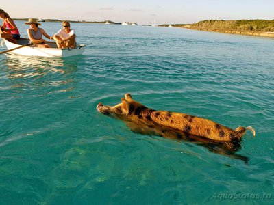 Фотографии необычных водных обитателей