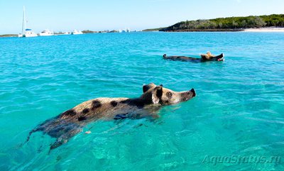 Фотографии необычных водных обитателей