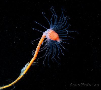 Фотографии необычных водных обитателей