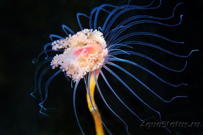 Фотографии необычных водных обитателей