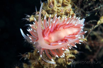 Фотографии необычных водных обитателей