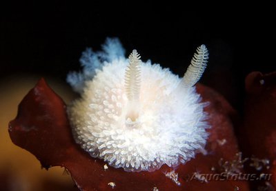 Фотографии необычных водных обитателей