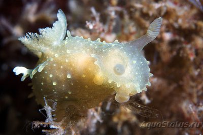 Фотографии необычных водных обитателей