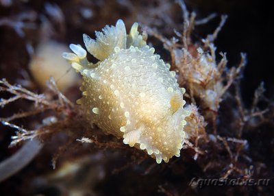 Фотографии необычных водных обитателей