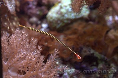 Фотографии необычных водных обитателей