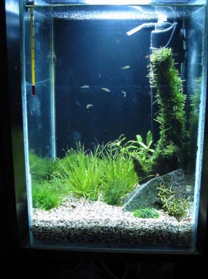 Мини аквариум 30 литров greblin  - IMG_0422.jpg