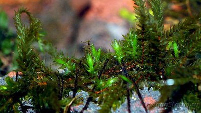 Фото Мох Вуди Climacium sp. - Woody moss  (photo#75721)