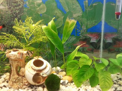 Опознание аквариумных растений - 20160121_083620.jpg