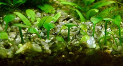 Опознание аквариумных растений - марсилия.JPG