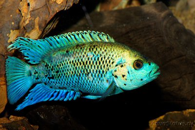 Фото Цихлазома Блю демпси Cichlasoma sp Blue Dempsey  (photo#76483)