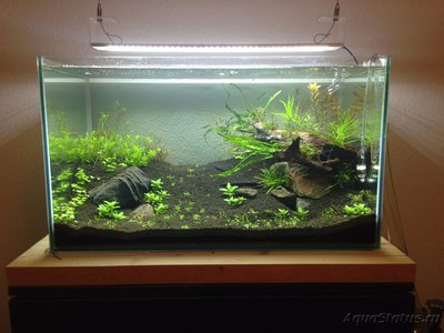 Мой аквариум Moss 110 литров Рома Beat  - IMG_1003[1].JPG