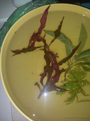 Опознание аквариумных растений - IMG_20160227_162332.jpg