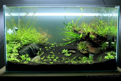 Мой аквариум Moss 110 литров Рома Beat  - IMG_1716_1.jpg