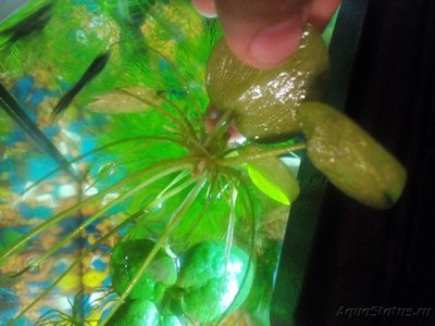 Опознание аквариумных растений - IMG_20160307_191655.jpg