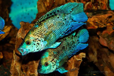 Фото Цихлазома Блю демпси Cichlasoma sp Blue Dempsey  (photo#77691)