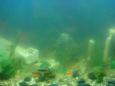Цветение воды, зеленая вода, позеленела аквариум - DSC03035.JPG