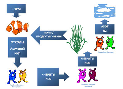 Азотный цикл в аквариуме - 1 - азотный цикл в аквариуме.png