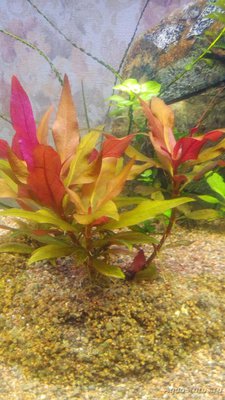 Опознание аквариумных растений - IMG_20160411_120352[1].jpg