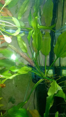 Опознание аквариумных растений - WP_20160516_19_53_51_Pro.jpg