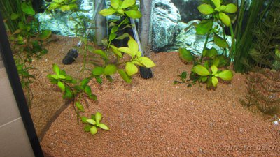 Опознание аквариумных растений - IMG_5653.JPG