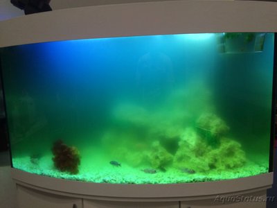 Вода в аквариуме зеленая - способы борьбы с цветением воды - IMG_7023.JPG