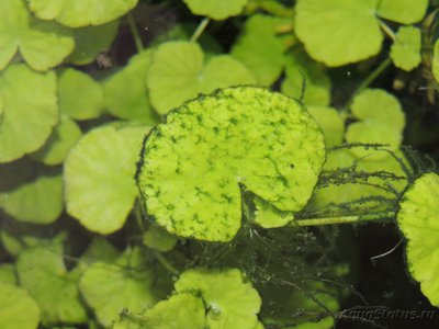 Фото Определение водорослей в аквариуме (photo#80515)