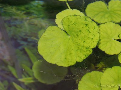 Определение водорослей в аквариуме