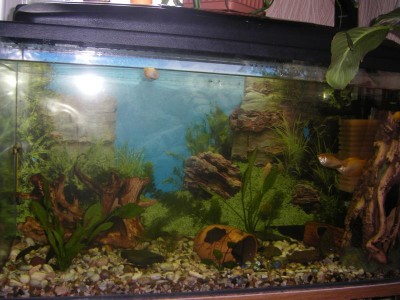 Совместимость рыбок в аквариуме - STH70408.JPG