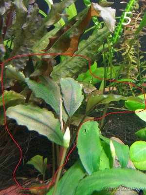 Опознание аквариумных растений - 5.jpg