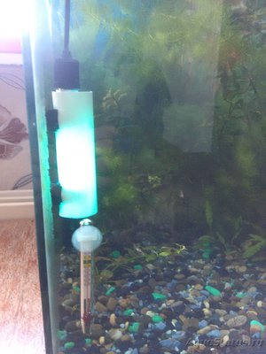 Ультрафиолетовые лампы в аквариум - IMG_20160823_111143.jpg