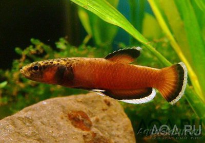 Фото Где можно приобрести Betta Albimarginata (photo#81743)