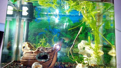 Мой аквариум 60 литров Акварина  - DSC_0561.jpg