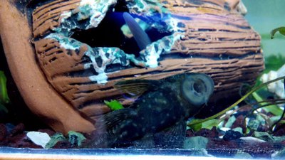 Мой аквариум 60 литров Акварина  - DSC_0589.jpg