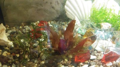 Опознание аквариумных растений - 20161010_093714.jpg