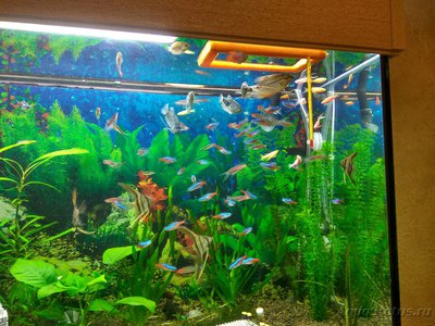 Мой аквариум на 220 литров Залим  - IMG_20161020_185300_HDR.jpg