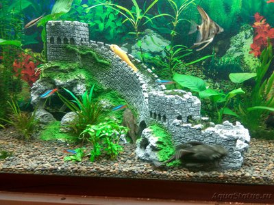 Мой аквариум на 220 литров Залим  - IMG_20161020_185306_HDR.jpg