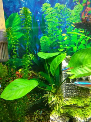Мой аквариум на 220 литров Залим  - IMG_20161020_185329_HDR.jpg